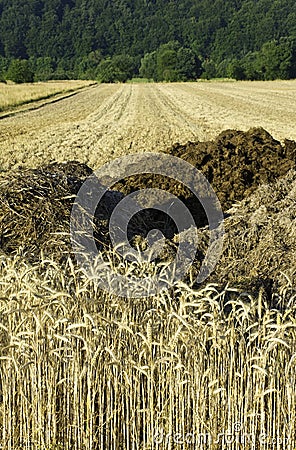 Rye fields and manure heaps Stock Photo