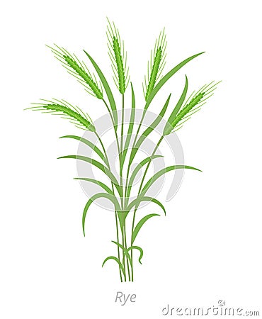 Rye plant. Bunch green grass. Secale cereale. Species of cereal grain. Cereal grain. Vector agricultural illustration Vector Illustration