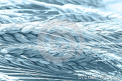 Rye spike closeup. rye spike background. rye ears macro Stock Photo