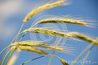 Rye in the wind Stock Photo