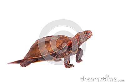 The Ryukyu leaf turtle on white Stock Photo