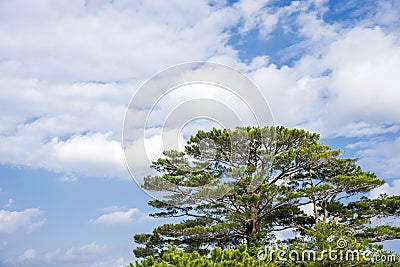 Ryukyu pine tree Stock Photo