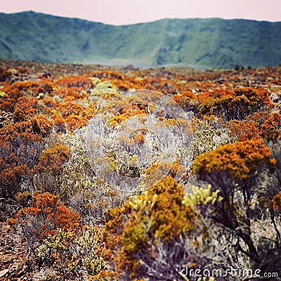 RÃ©union island volcano flowers Stock Photo