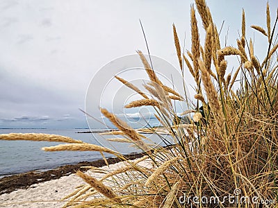 RÃ¼gen lagoon landscape Stock Photo