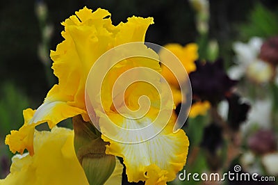 Iris Garden Series - Bright Yellow bearded iris That`s All Folks Stock Photo