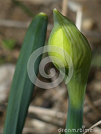 A Bright Yellow Daffodil Bud Getting Ready to Burst Open and Bloom Stock Photo