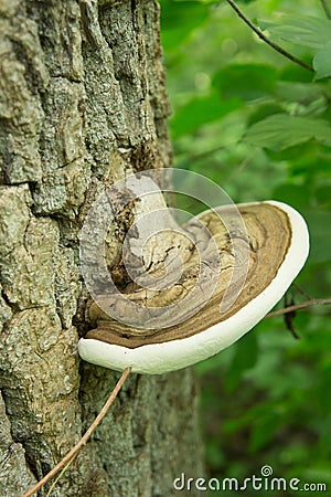 Mushroom Fomes Fomentarius growing on a tree Stock Photo