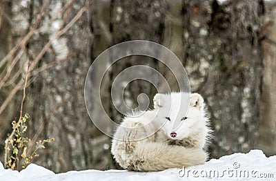 It`s nap time for this Arctic fox in seasonal moulting Stock Photo