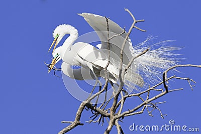 It's nesting time Stock Photo