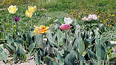 It`s spring. So bright and so different tulips. Stock Photo