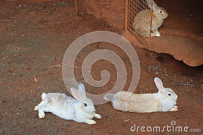 It`s time for lunch after 3 rabbits have finished eating. Stock Photo