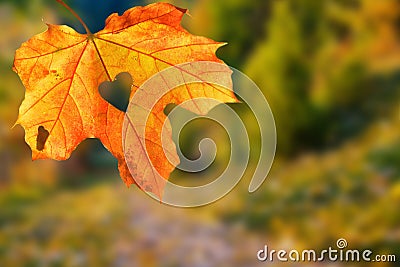 It`s a very nice detail in nature. A big orange leaf with a heart-shaped hole on it up close. Autumn landscapes in the background. Stock Photo