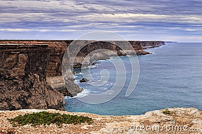 SA Cliff Plant foreground Stock Photo