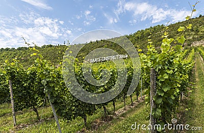 Saale Unstrut Wine Editorial Stock Photo