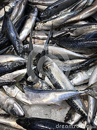 Saba fish in the supermarket Stock Photo