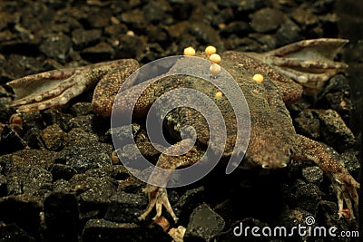 Breeding of the Sabana Surinam toad Stock Photo