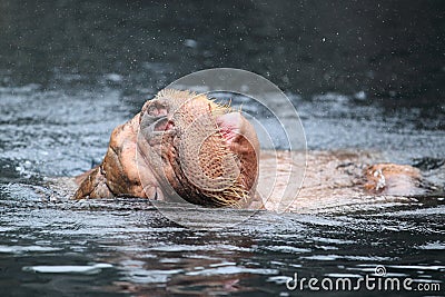 Saber-toothed seal Stock Photo