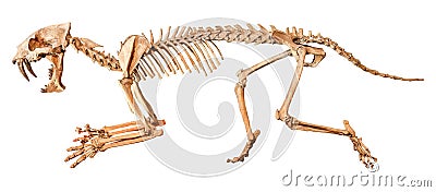 Saber - toothed tiger Hoplophoneus primaevus skeleton . Isolated background Stock Photo