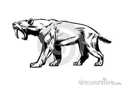 Saber toothed tiger. Smilodon. Saber-toothed cat. Hand drawn sketch style vector illustration isolated on white Vector Illustration