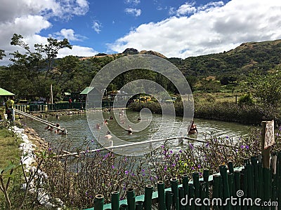 Sabeto Mud Pool hot spring with visitor crowd nearby Nadi, Fiji with mountain background Editorial Stock Photo