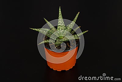 Sabila plant with black background, Aloe Vera Stock Photo