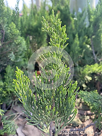 Sabina chinensis L. Ant. cv. Kaizuca. presl. Free photography. Stock Photo