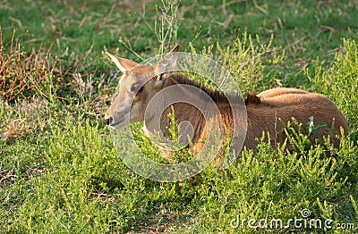 Sable antelope calf Stock Photo