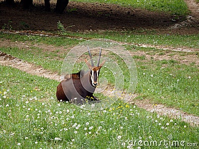 Sable antelope Stock Photo