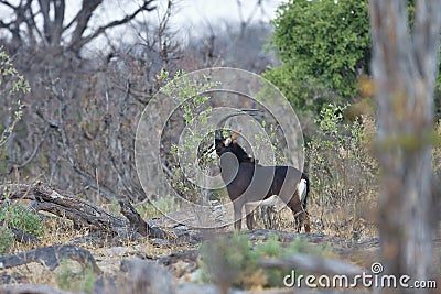 Sable antelope,Hippotragus niger, national park Moremi, Botswana Stock Photo
