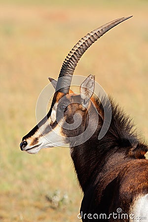 Sable antelope portrait Stock Photo