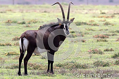 Sable antelope ram curved horns Stock Photo