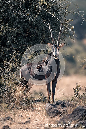 Sable antelope stands near bush with oxpeckers Stock Photo