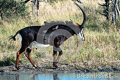 Sable antelope - Hippotragus niger - and maggot hacking starling live in perfect symbiosis as the birds examine fur for parasites Stock Photo