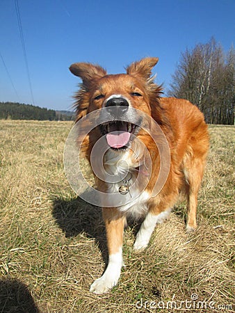 Sable border collie dog on meadow Stock Photo