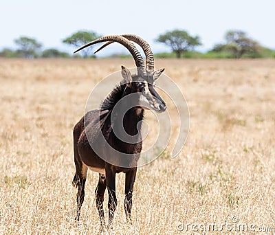 Sable Bull Stock Photo