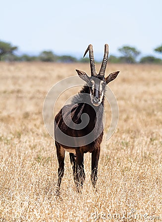 Sable Bull Stock Photo