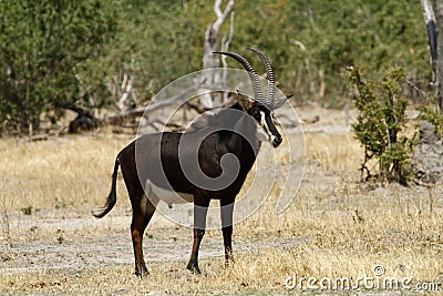 Sable Bull Antelope Stock Photo