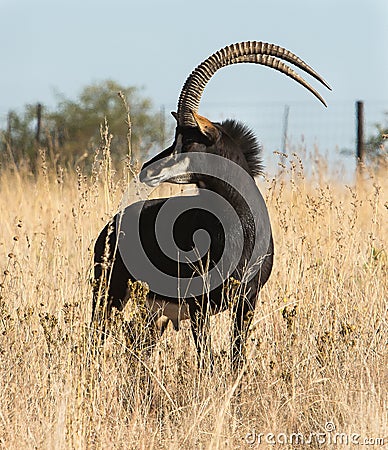 Sable Bull Stock Photo