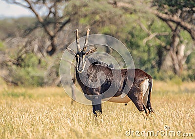 Sable Bull Stock Photo