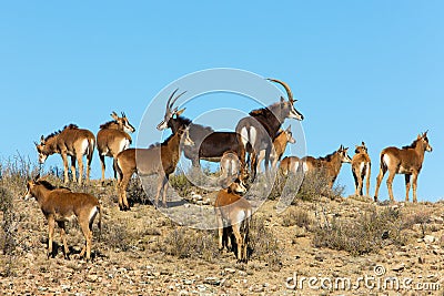 Sable Cow and babies Stock Photo