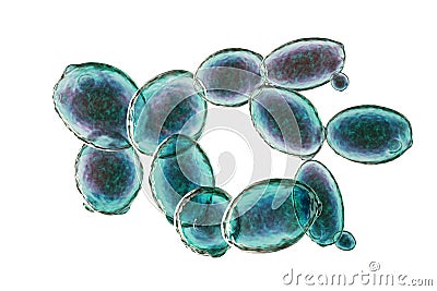 Saccharomyces cerevisiae yeast Cartoon Illustration