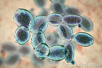 Saccharomyces cerevisiae yeast Cartoon Illustration