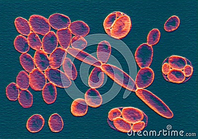 Saccharomyces cerevisiae yeasts, illustration Cartoon Illustration