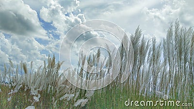 Saccharum Spontaneum ,Grass With Sky And Cloud Background Stock Photo