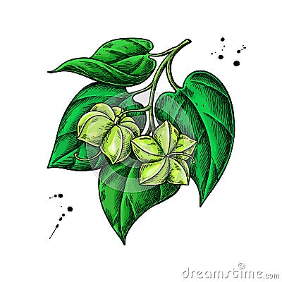 Sacha inchi vector drawing. Hand drawn plant branch with peanuts and leaves. Botanical illustration. Vector Illustration