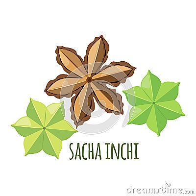 Sacha Inchi vector icon in flat style isolated on white background Vector Illustration