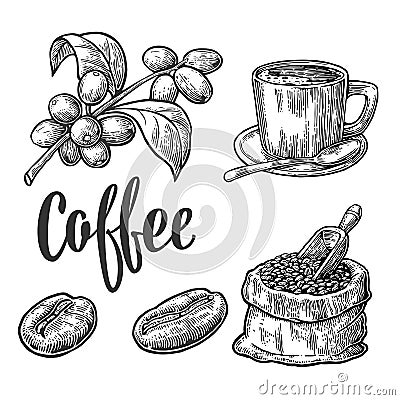 Sack with coffee beans with wooden scoop and beans Vector Illustration