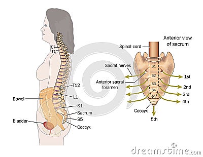 Sacral nerves Stock Photo