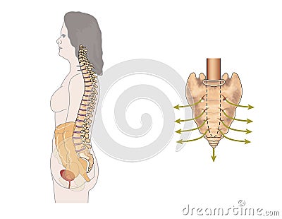 Sacral nerves Stock Photo