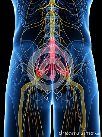 The Sacral Plexus Cartoon Illustration